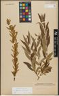 Foto von Salix triandra L. x Salix viminalis L.